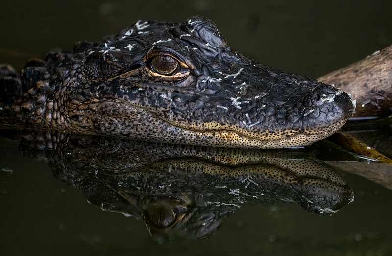 2nd Place "Smiling on the Bayou" by photographer Daniel Spillers in WILDLIFE category in Amateur Division of Friends of Black Bayou Lake National Wildlife Refuge annual photo contest 2023
