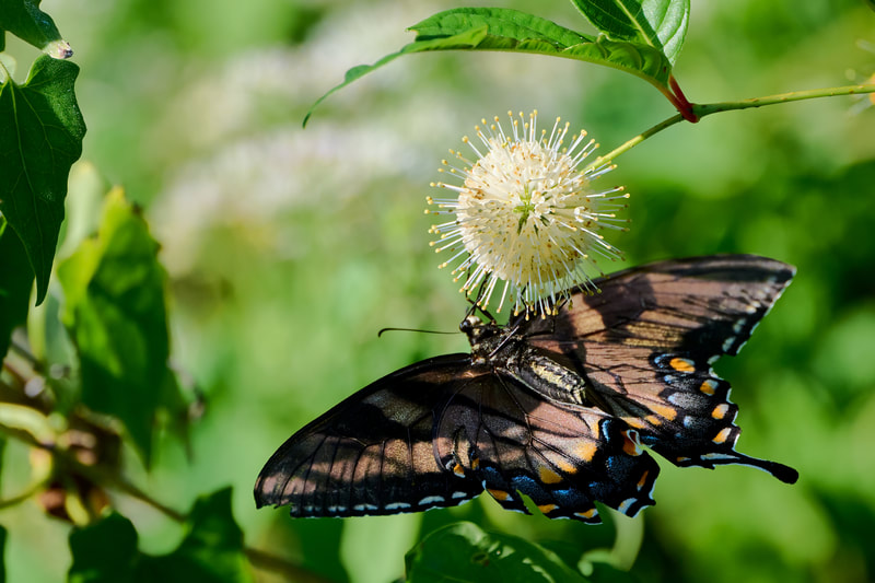 Honorable Mention "Butterfly Delight" by photographer David Hester in MICRO/MACRO category in Amateur Division of Friends of Black Bayou Lake National Wildlife Refuge annual photo contest 2023
