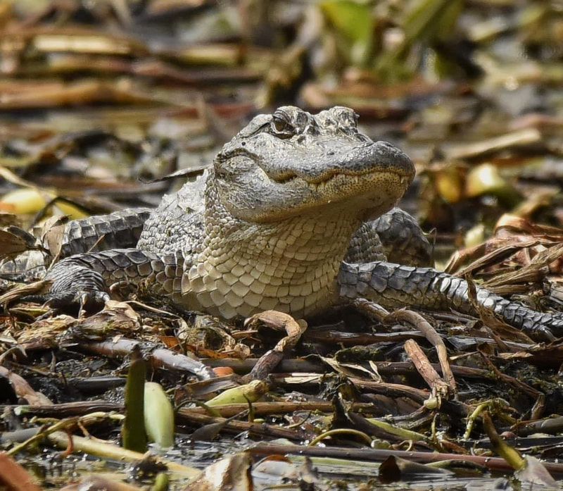 2nd Place "Smile for the Camera" by Photographer Monica Boudreaux in WILDLIFE category of Professional Division of Friends of Black Bayou Lake National Wildlife Refuge annual photo contest 2023