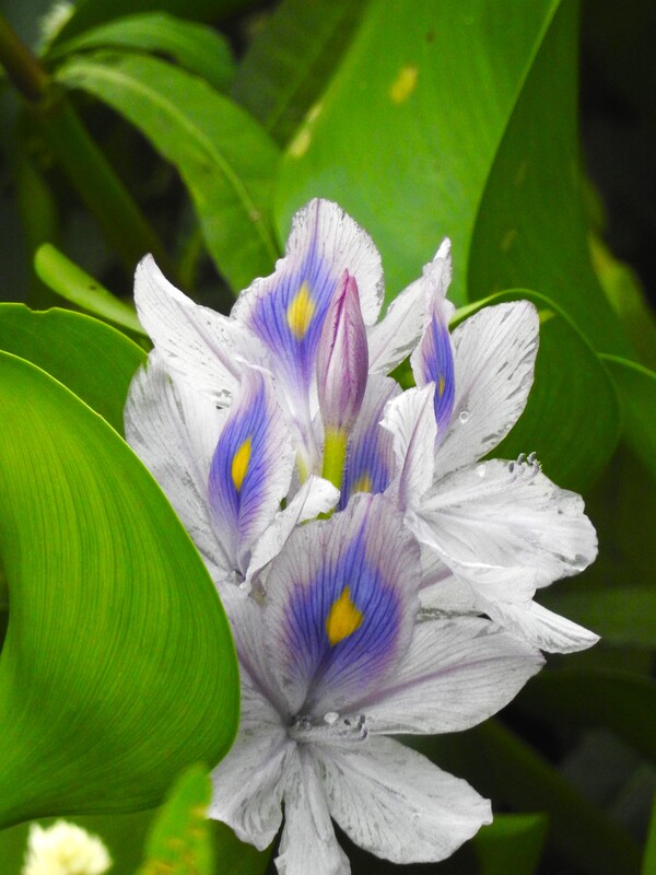 1st Place "Purple Beauty" by photographer Lexi Harper in PLANTS category in Youth Division of Friends of Black Bayou Lake National Wildlife Refuge annual photo contest 2023